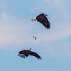 Two bald eagles in flight over Kirwin Reservoir at the national wildlife refuge, Kansas