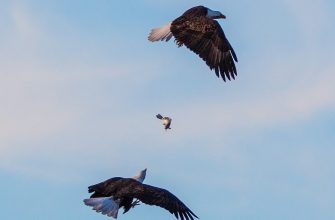 Two bald eagles in flight over Kirwin Reservoir at the national wildlife refuge, Kansas