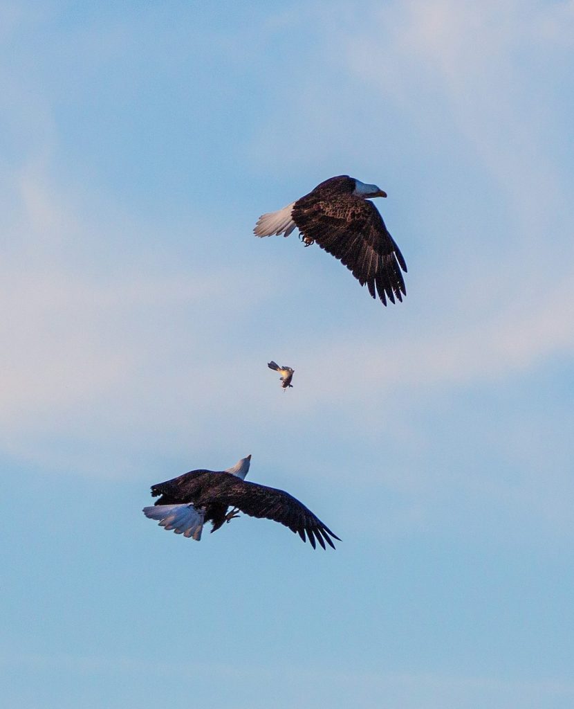 Two bald eagles in flight over Kirwin Reservoir at the national wildlife refuge, Kansas