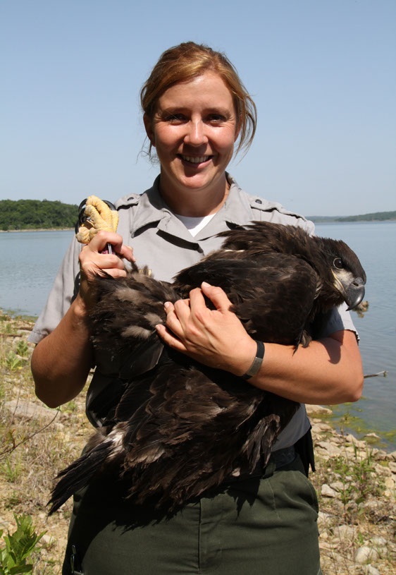 A bald eaglet during banding at Clinton Lake, Kansas