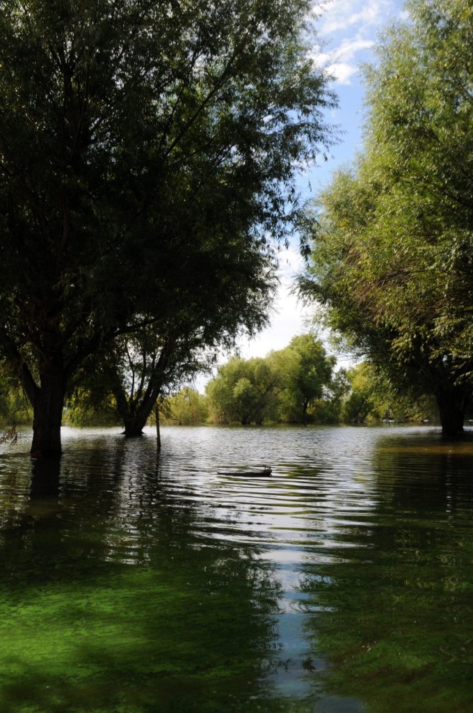 Blue-green algae and a public health warning at Milford Lake