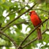 A male northern cardinal at the Flint Hills National Wildlife Refuge by John Redmond Reservoir