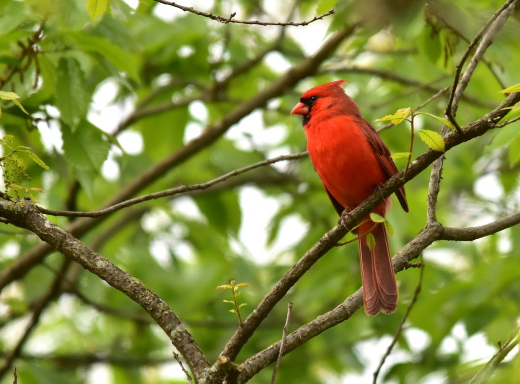 A male northern cardinal at the Flint Hills National Wildlife Refuge by John Redmond Reservoir