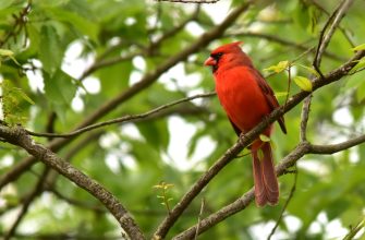A male northern cardinal at the Flint Hills National Wildlife Refuge by John Redmond Reservoir