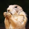 A black-tailed prairie dog, the namesake of Prairie Dog State Park at Keith Sebelius Lake, Kansas