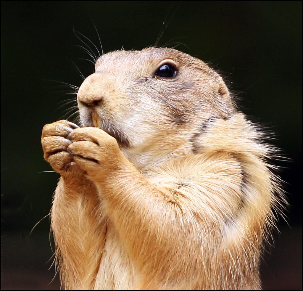 A black-tailed prairie dog, the namesake of Prairie Dog State Park at Keith Sebelius Lake, Kansas