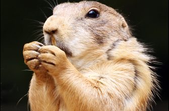 A black-tailed prairie dog, the namesake of Prairie Dog State Park at Keith Sebelius Lake, Kansas